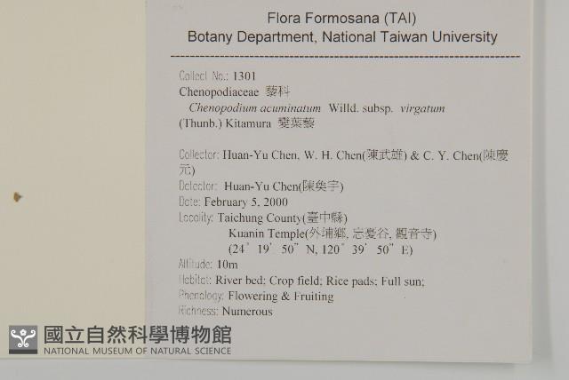 變葉藜藏品圖，第2張