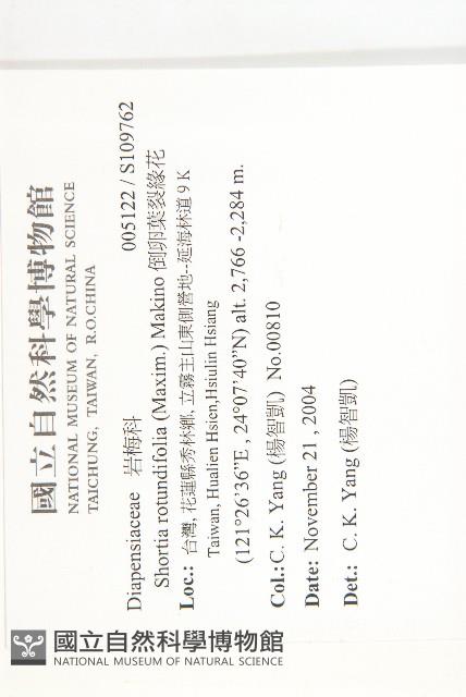 倒卵葉裂緣花藏品圖，第2張