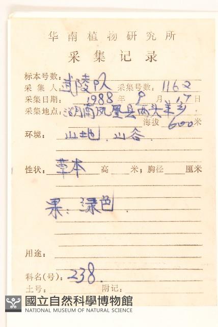 高苞苣藏品圖，第2張