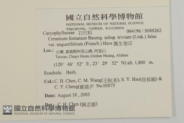 簇生卷耳藏品圖，第2張