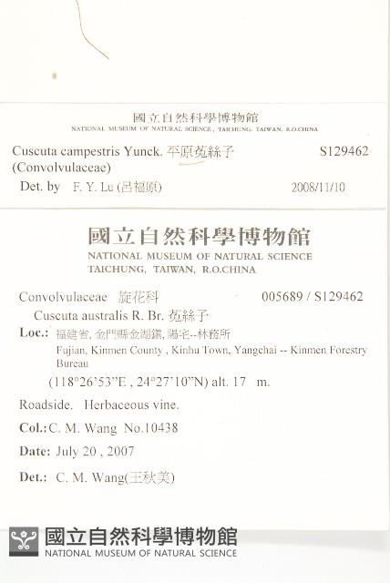 平原菟絲子藏品圖，第2張