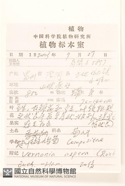 糙葉斑鳩菊藏品圖，第2張
