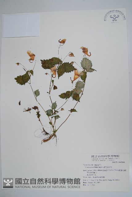 紫花鳳仙花藏品圖，第1張