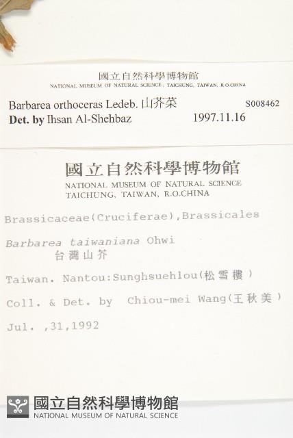 山芥菜藏品圖，第2張