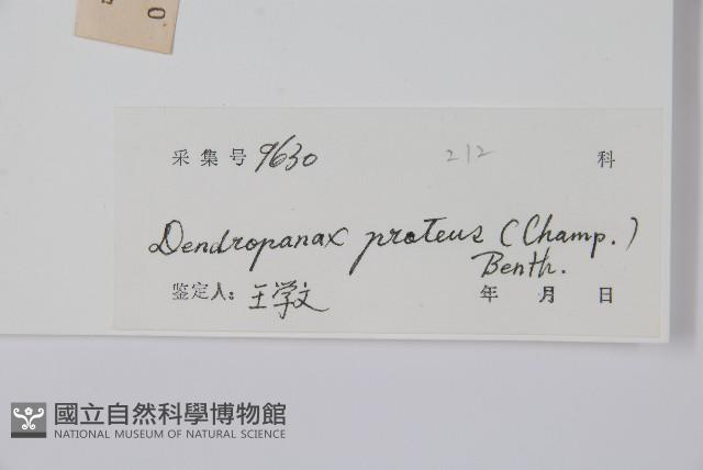 變葉樹參藏品圖，第2張