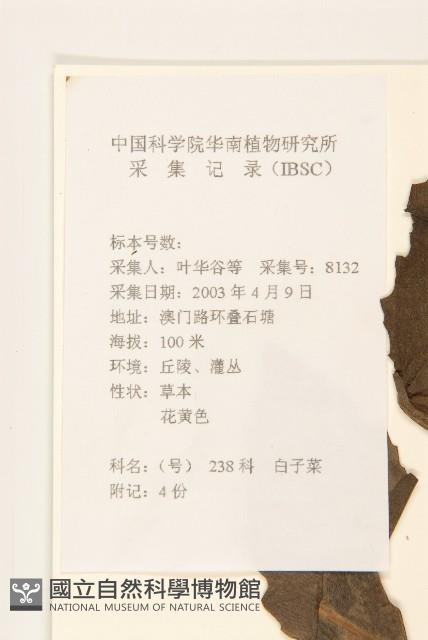 白仔菜藏品圖，第2張