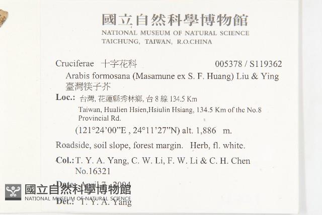 臺灣筷子芥藏品圖，第2張