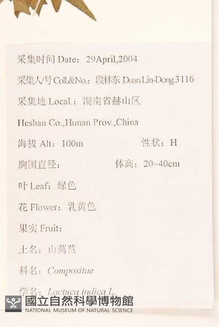 鵝仔草藏品圖，第2張