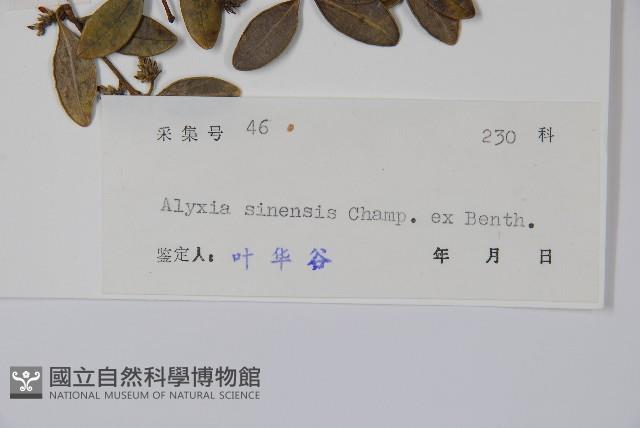 中國念珠藤藏品圖，第2張