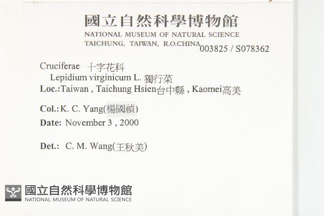 獨行菜藏品圖，第2張