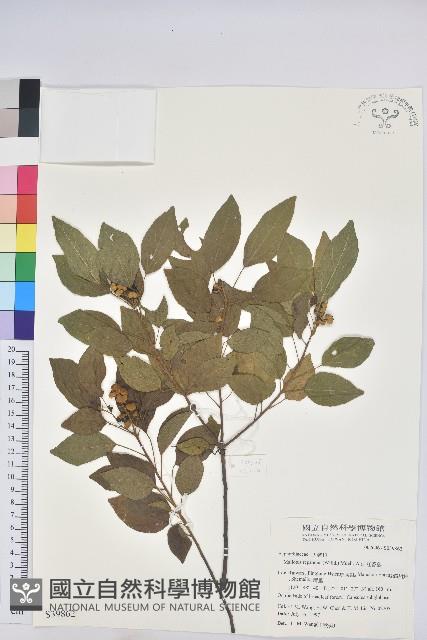 扛香藤藏品圖，第1張