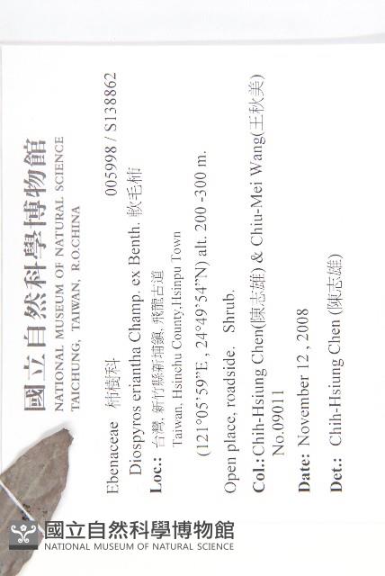 軟毛柿藏品圖，第2張