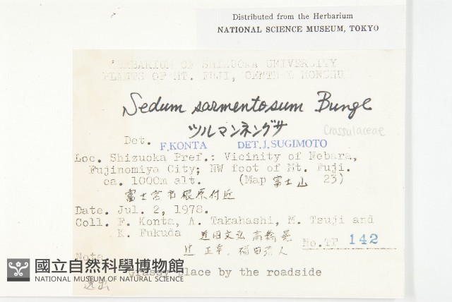 垂盆草藏品圖，第2張