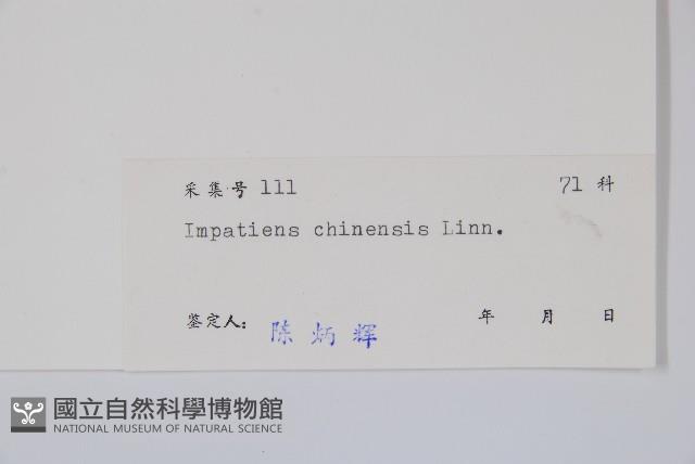 華鳳仙藏品圖，第2張