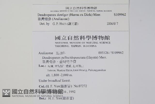 臺灣樹參藏品圖，第2張