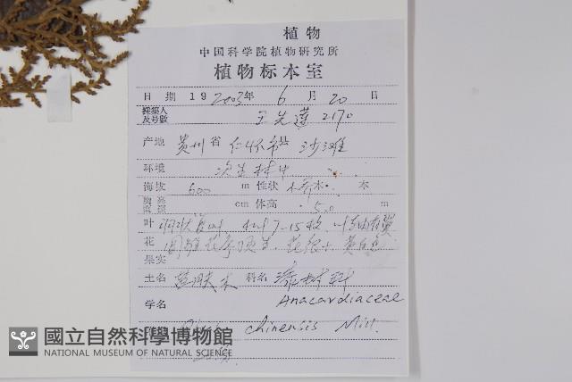 鹽膚木藏品圖，第2張