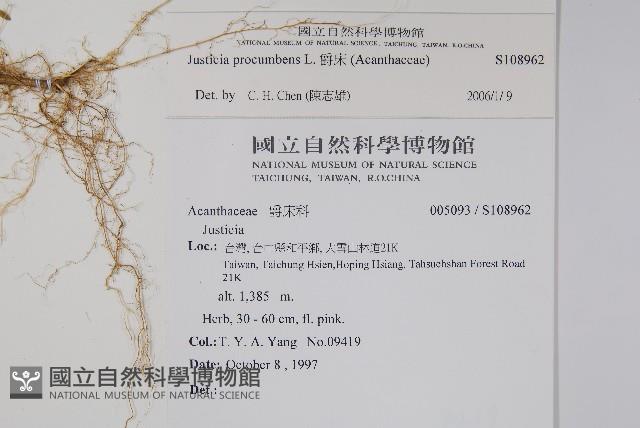 爵床藏品圖，第2張