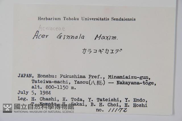 華北茶條槭藏品圖，第2張