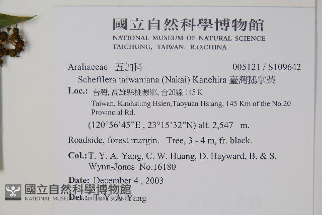 臺灣鵝掌柴藏品圖，第2張