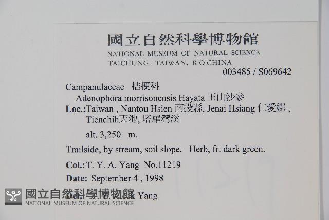 玉山沙參藏品圖，第2張