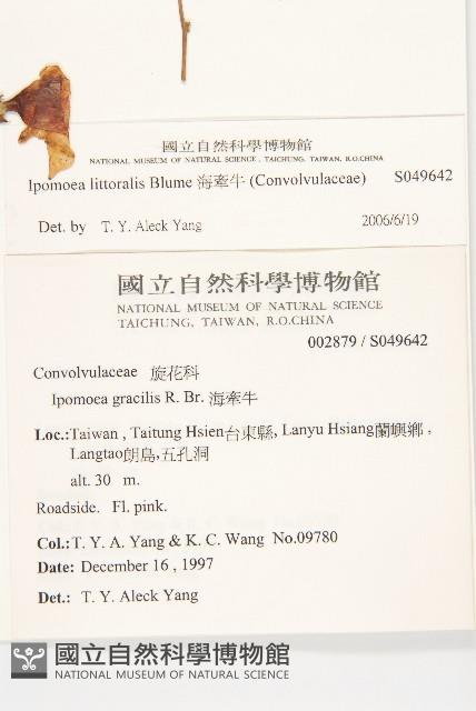 海牽牛藏品圖，第2張