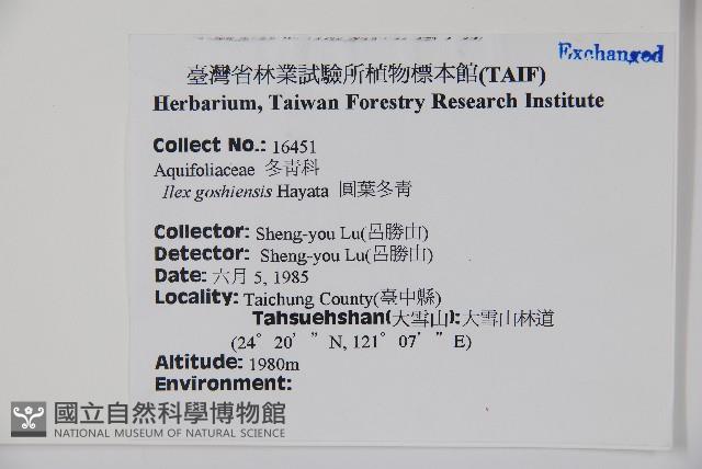 圓葉冬青藏品圖，第2張