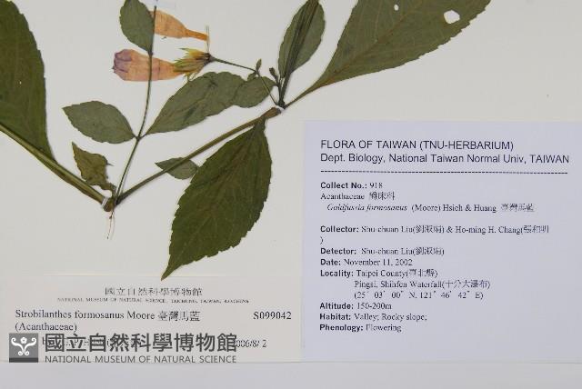 臺灣馬藍藏品圖，第2張