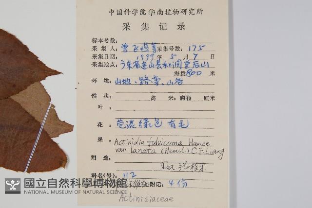 絲毛獼桃藏品圖，第2張