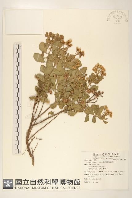 鯽魚膽、闊苞菊藏品圖，第1張