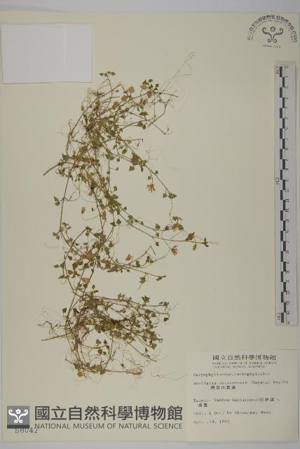 阿里山繁縷藏品圖，第1張