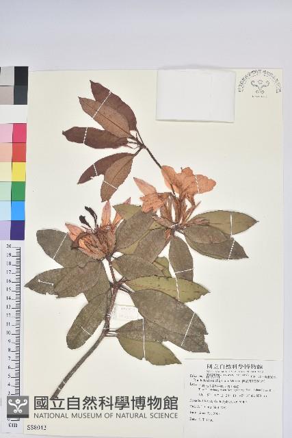 西施花、青紫木藏品圖，第4張