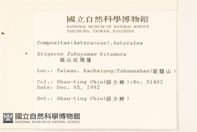 福山氏飛蓬藏品圖，第2張