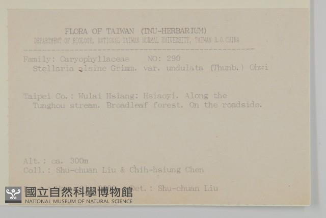 天蓬草、雀舌草藏品圖，第2張