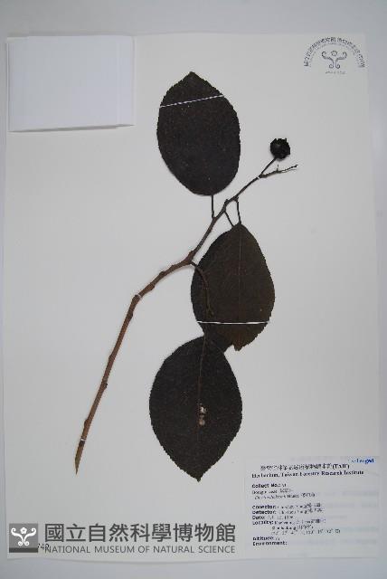 破布烏藏品圖，第1張