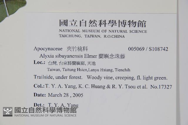 蘭嶼念珠藤藏品圖，第2張