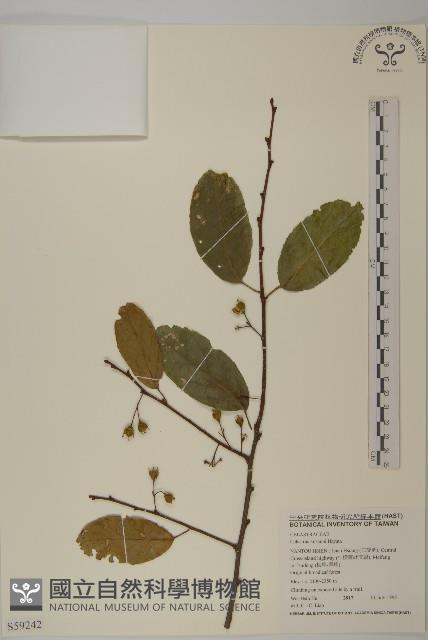 大葉南蛇藤藏品圖，第1張