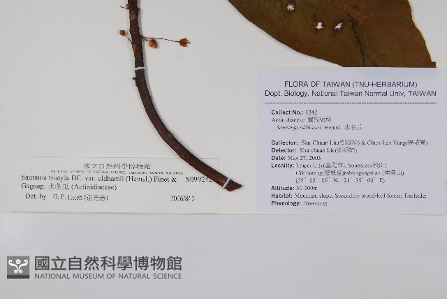 水冬瓜藏品圖，第2張