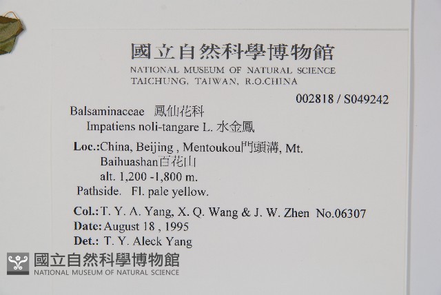 水金鳳藏品圖，第2張