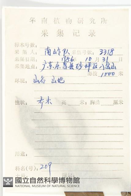 尖葉四照花藏品圖，第2張