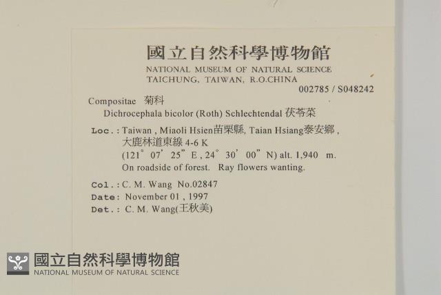 茯苓菜藏品圖，第2張