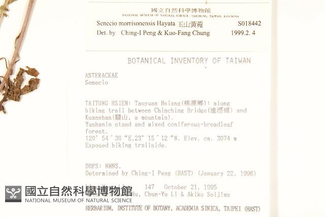 玉山黃菀藏品圖，第2張