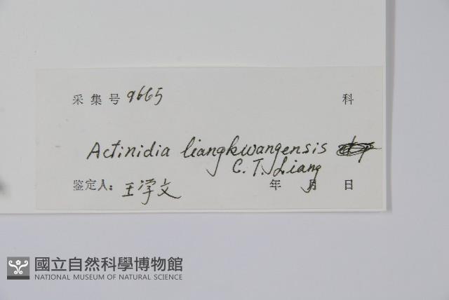 兩廣獼猴桃藏品圖，第2張