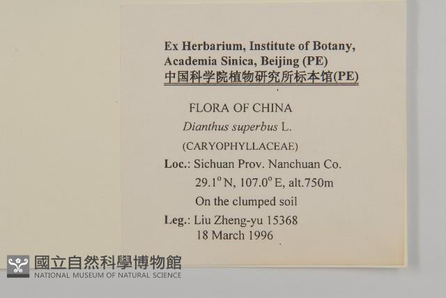 瞿麥藏品圖，第2張