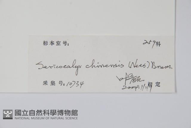 黃球花藏品圖，第2張