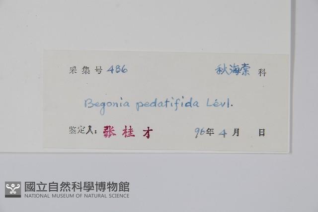 掌裂葉秋海棠藏品圖，第2張