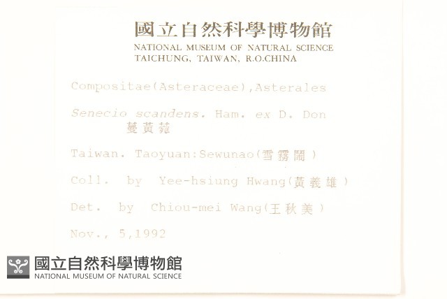 蔓黃菀藏品圖，第2張