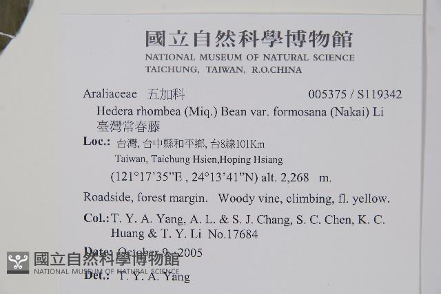 臺灣常春藤藏品圖，第2張