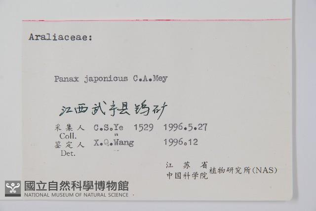 竹節參藏品圖，第2張