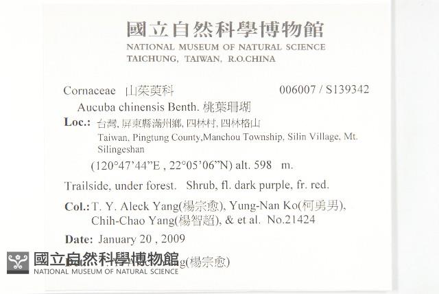 桃葉珊瑚藏品圖，第2張