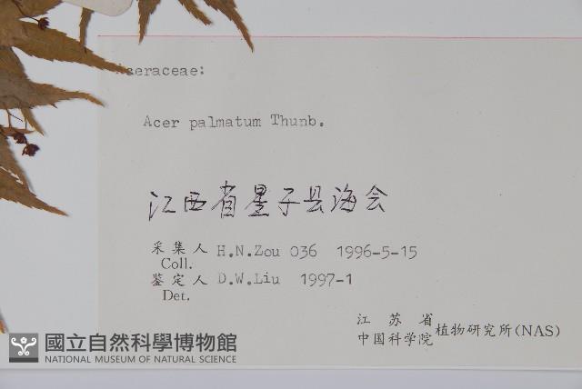 雞爪槭藏品圖，第2張